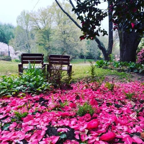 two benches sitting in a field of pink flowers at Waterford Manor in Rosetta