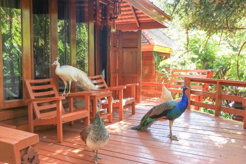 a group of peacocks standing on a wooden deck at Sukantara Cascade Resort and Spa in Mae Rim