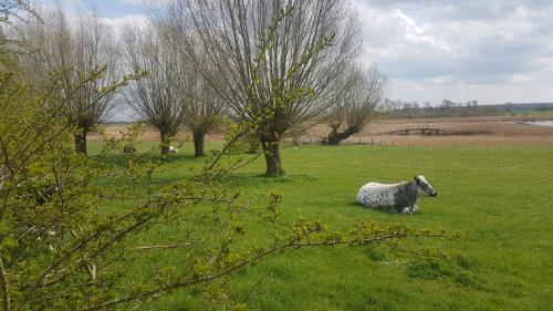 a sheep laying in the grass in a field at De Eenhoorn in Oostburg