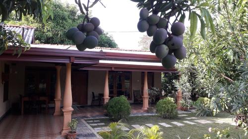 a house with a bunch of fruits hanging from a tree at Shan Mango Homestay in Sigiriya