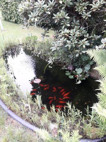 a koi pond with red fish in a garden at Ferienhaus am Langen See III in Heidesee