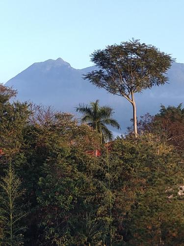 a tree in the middle of a forest with a mountain at Pousada Chalé na Roça Penedo in Penedo