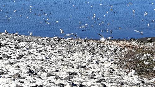 a flock of birds on the shore of a body of water at Ferienwohnungen-im-Koog-2 in Wesselburenerkoog