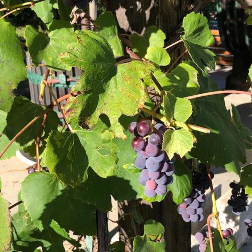 a bunch of purple grapes hanging from a tree at Kellerstöckl Postrumer Weinberg 49 in Kulm im Burgenland