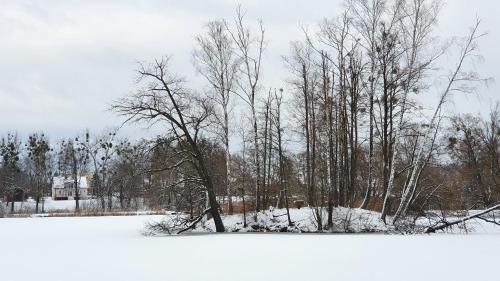 a group of trees standing in the snow at Nasz Dębowiec - dom dla 15 osób, sauna, widok na staw, wielka działka in Dębowiec