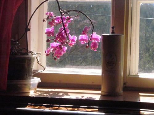 a pink flower in a vase on a window sill at Gasthaus Luggwirt in Gnesau