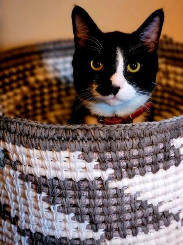 a black and white cat sitting in a basket at Stepping Stone Inn in Salem