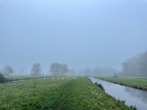 a group of birds walking along a river in the fog at The Outpost Lakehouse- enjoy our house at Reeuwijkse Plassen - near Gouda in Reeuwijk