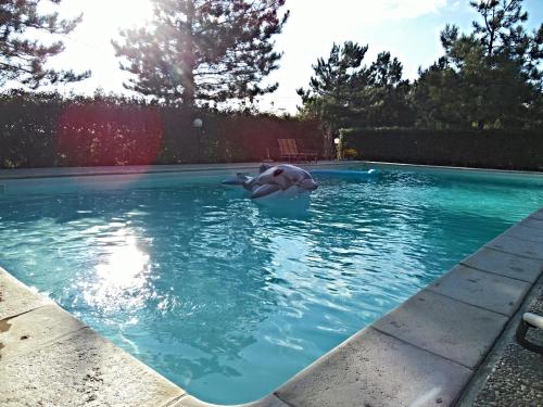 a dolphin in the water in a swimming pool at Agriturismo Camera dei ladri in Marsiliana