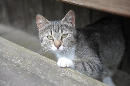 a gray and white cat sitting on a bench at Oberschupferhof in Außervillgraten
