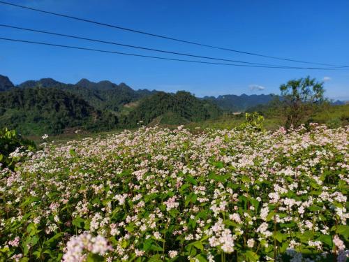 a field of flowers with mountains in the background at Mộc Châu Peachy Garden in An Pon