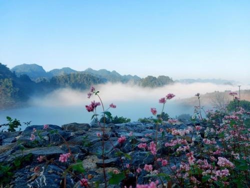 a field of flowers in front of a body of water at Mộc Châu Peachy Garden in An Pon