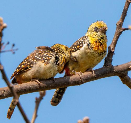 Altri animali domestici presso il lodge o nei dintorni