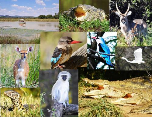 Animales en el lodge o alrededores