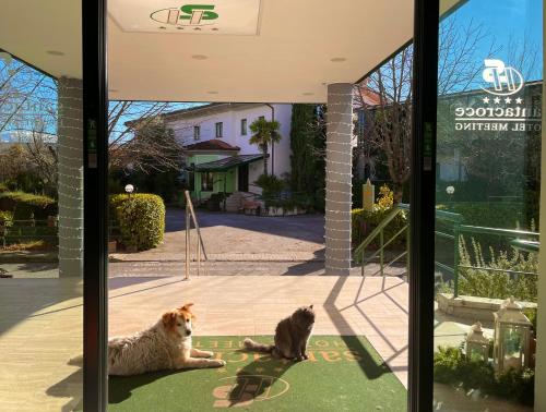 a cat and a dog sitting in a window at Hotel Santacroce Meeting in Sulmona