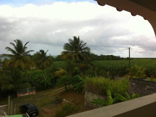 a view of a field with palm trees in the background at Haut de villa avec vue sur la mer in Sainte-Rose