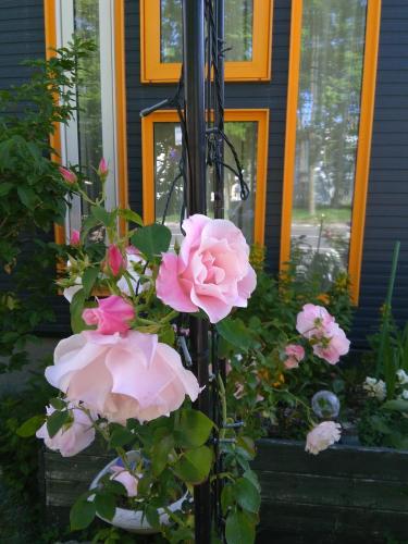 a bunch of pink roses in front of a house at Guest House Annabel in Hakodate
