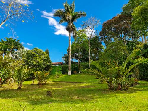 a palm tree in a park with green grass and trees at Room with 1 double bed and 2 single beds in Rizaralda