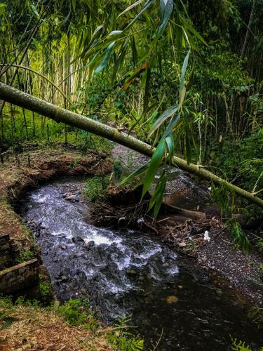 a fallen tree laying on top of a stream at Room with 1 double bed and 2 single beds in Rizaralda