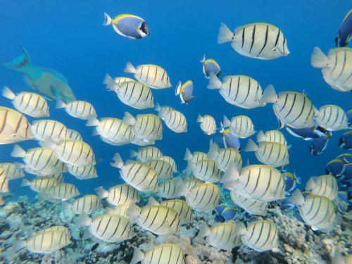 グライドゥにあるHiraeth island homeの海の魚群