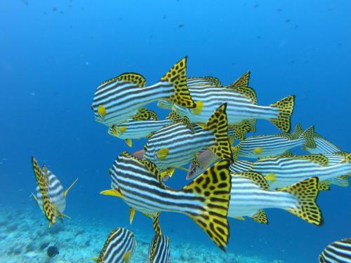 グライドゥにあるHiraeth island homeの海水泳魚群