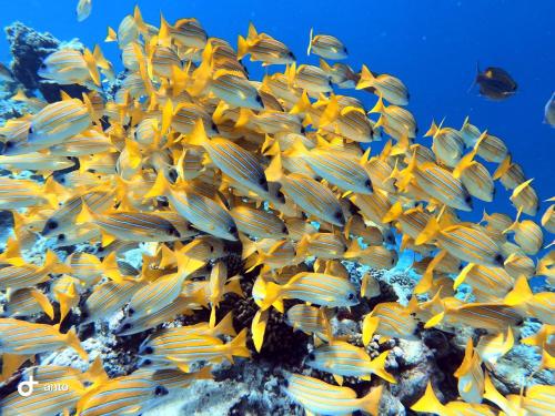 a school of yellow fish on a coral reef at Hiraeth island home in Guraidhoo