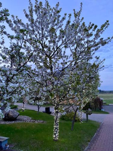 a tree with white lights on it in a park at Hotel am Müritz-Nationalpark in Waren