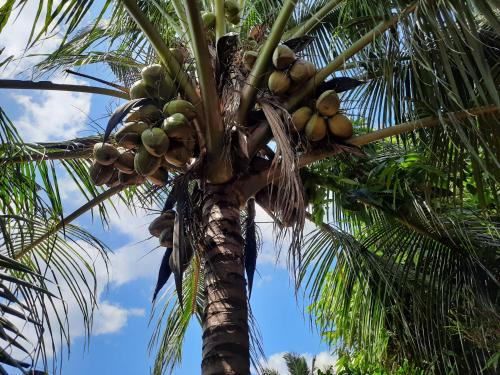 un palmier avec une bande de noix de coco dessus dans l'établissement Eagle Homestay, à Tangalle