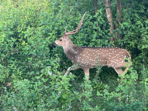 a deer is standing in the bushes at Tanzanite place in Tangalle