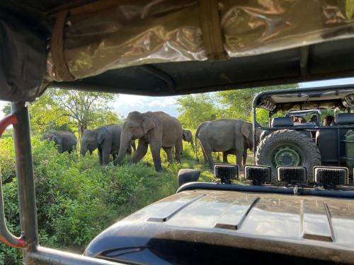 a herd of elephants walking in front of a vehicle at Tanzanite place in Tangalle