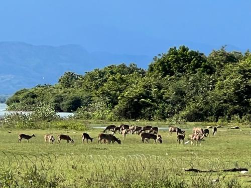 a herd of animals grazing in a field at Tanzanite place in Tangalle
