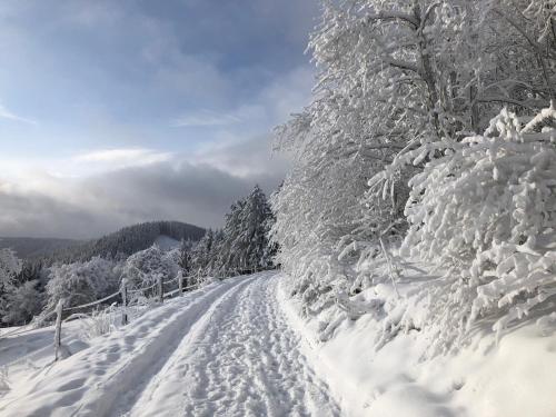 a snow covered road with trees covered in snow at Ferienhaus Küstelnest in Medebach