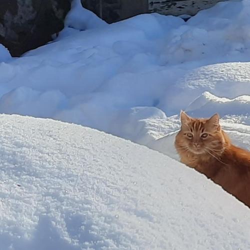 an orange cat sitting in the snow at Esprit Nature Rêve d'étoiles in Graissac