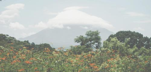 a field of flowers with a mountain in the background at La Bambouseraie in Balgue