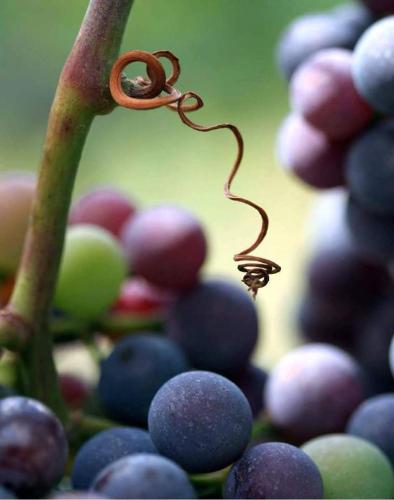 a small droplet of water next to a pile of grapes at MAISON ALETEIA*** DECOUVERTE ET SERENITE in Alet-les-Bains