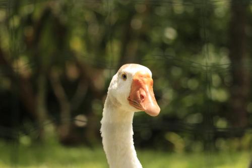 a close up of a white goose with its head at Hotel SueñoReal RioCeleste in Rio Celeste