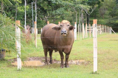 a brown cow standing behind a wire fence at Hotel SueñoReal RioCeleste in Rio Celeste