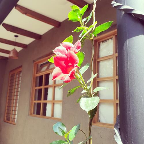 a pink flower on a plant in front of a building at Hostal Suite Le Fabrique in Cuenca