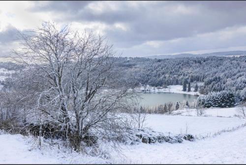 a tree in the snow next to a lake at Loire-Gerbier-Mézenc in Sainte-Eulalie