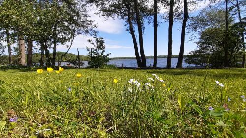 a field of grass with flowers and trees and a body of water at Czarna Jachta - Na szlaku legend - - - - - Pokoje nad jeziorem in Kruklanki