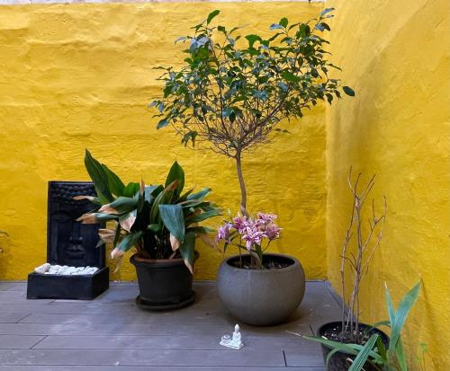 three potted plants sitting in front of a yellow wall at Valletta Collection - Merchant Str Apartment with large yard in Valletta