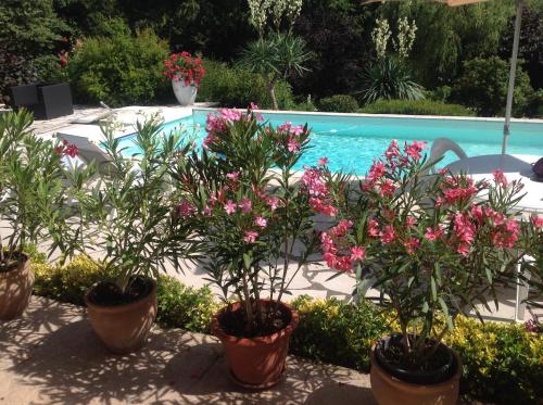 a group of plants in pots next to a swimming pool at Domaine de la Provençale in Saint-Didier-de-la-Tour
