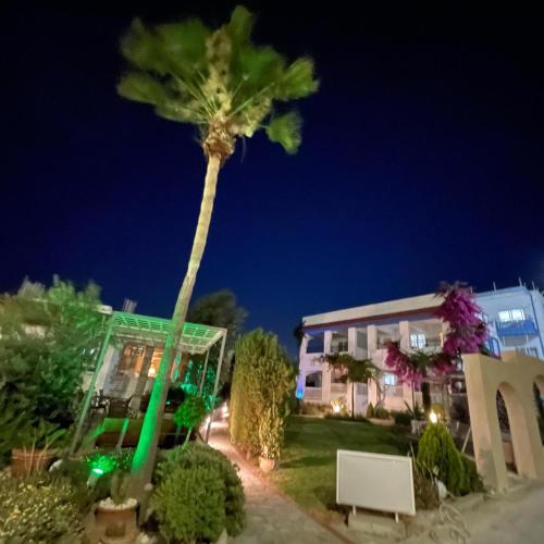 a palm tree in front of a building at night at SCALA APARTS & STUDIOS - Rhodes in Afantou