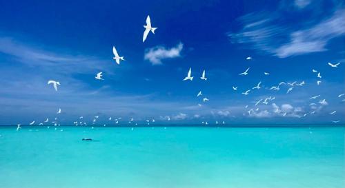 a flock of birds flying over the ocean at Hiraeth island home in Guraidhoo