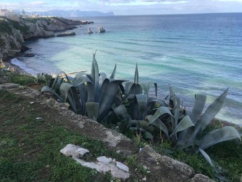 a group of plants on a hill near the ocean at By the Sea in Terrasini