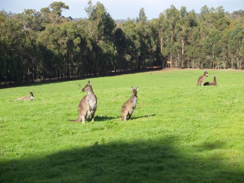 a group of kangaroos sitting in a field at Karri Valley Chalets in Pemberton