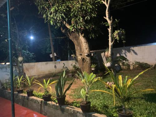 a garden at night with trees and plants at Sobha Holiday Home in Anuradhapura