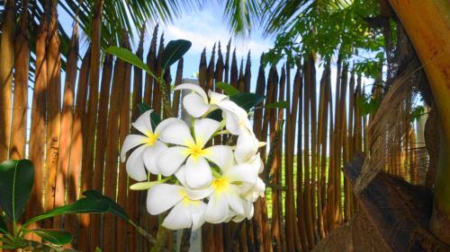 a white flower in front of a bamboo fence at Regina Beach Bungalow in Trincomalee