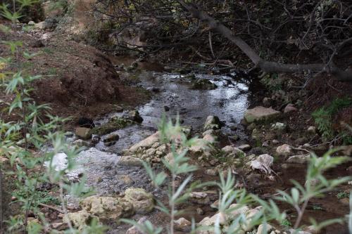 a stream of water in the middle of a forest at Parod Country Lodge in Parod
