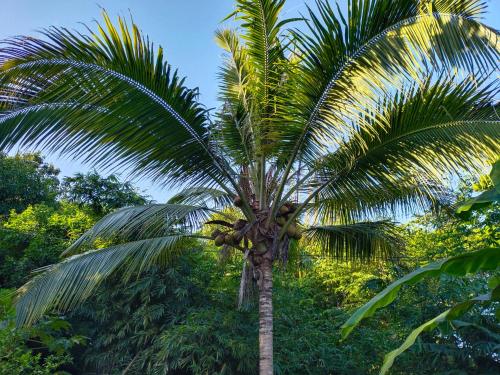 a palm tree with bananas on it in a forest at MIVALS in Santa Marta